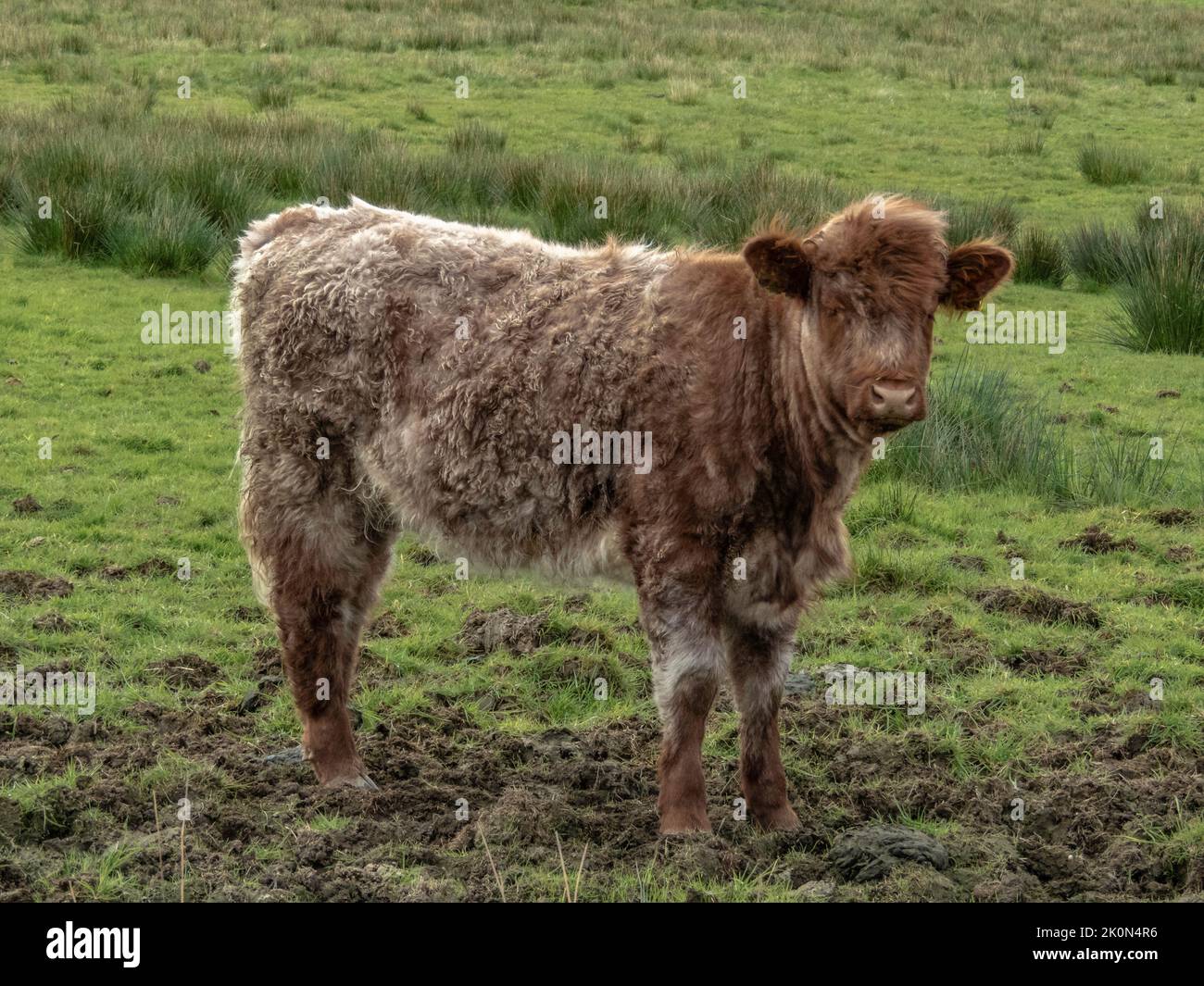 wooly brown Highland cattle calf stood in a field of green grass Stock Photo