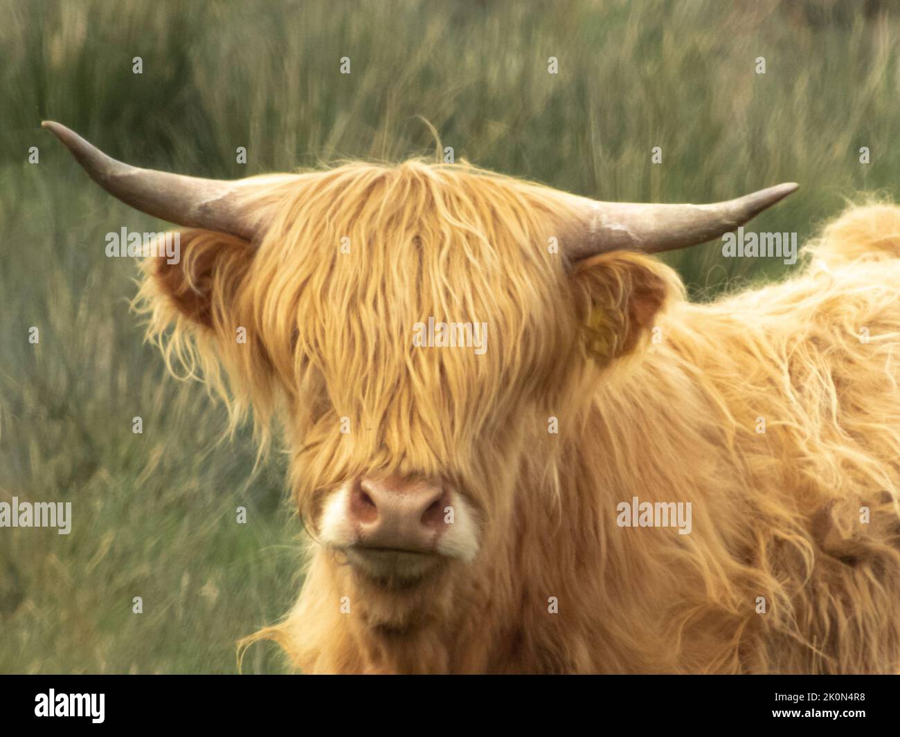 Highland cow with hornsi n a blurred field of green grass Stock Photo