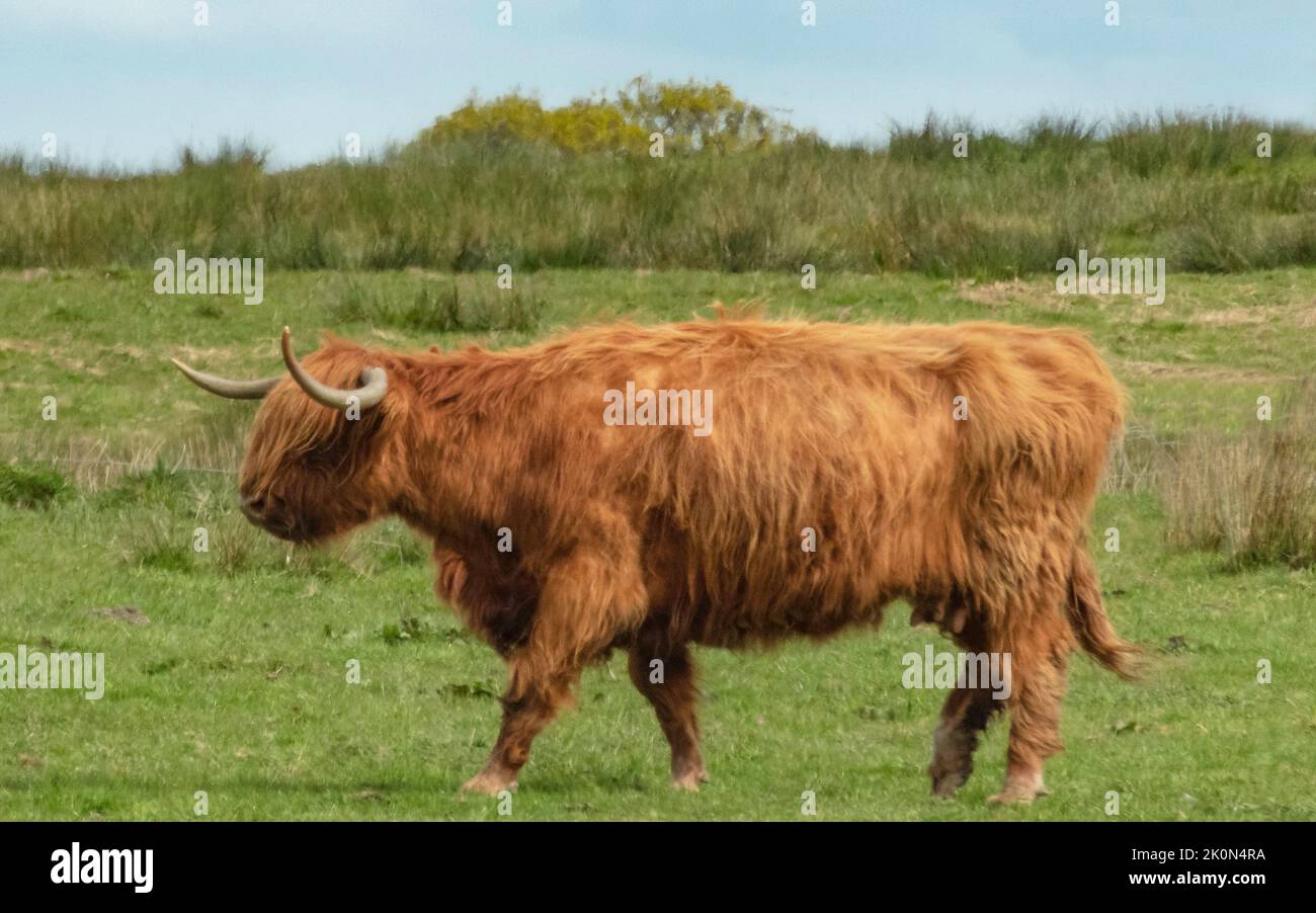 Highland cow with large horns walking across a green field of grass Stock Photo