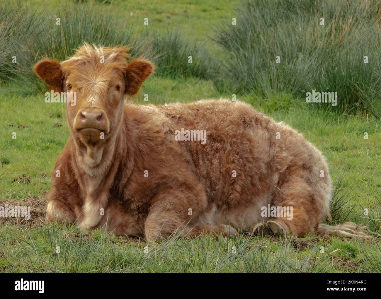 Quirky looking Highland cow calf lay down in a field Stock Photo