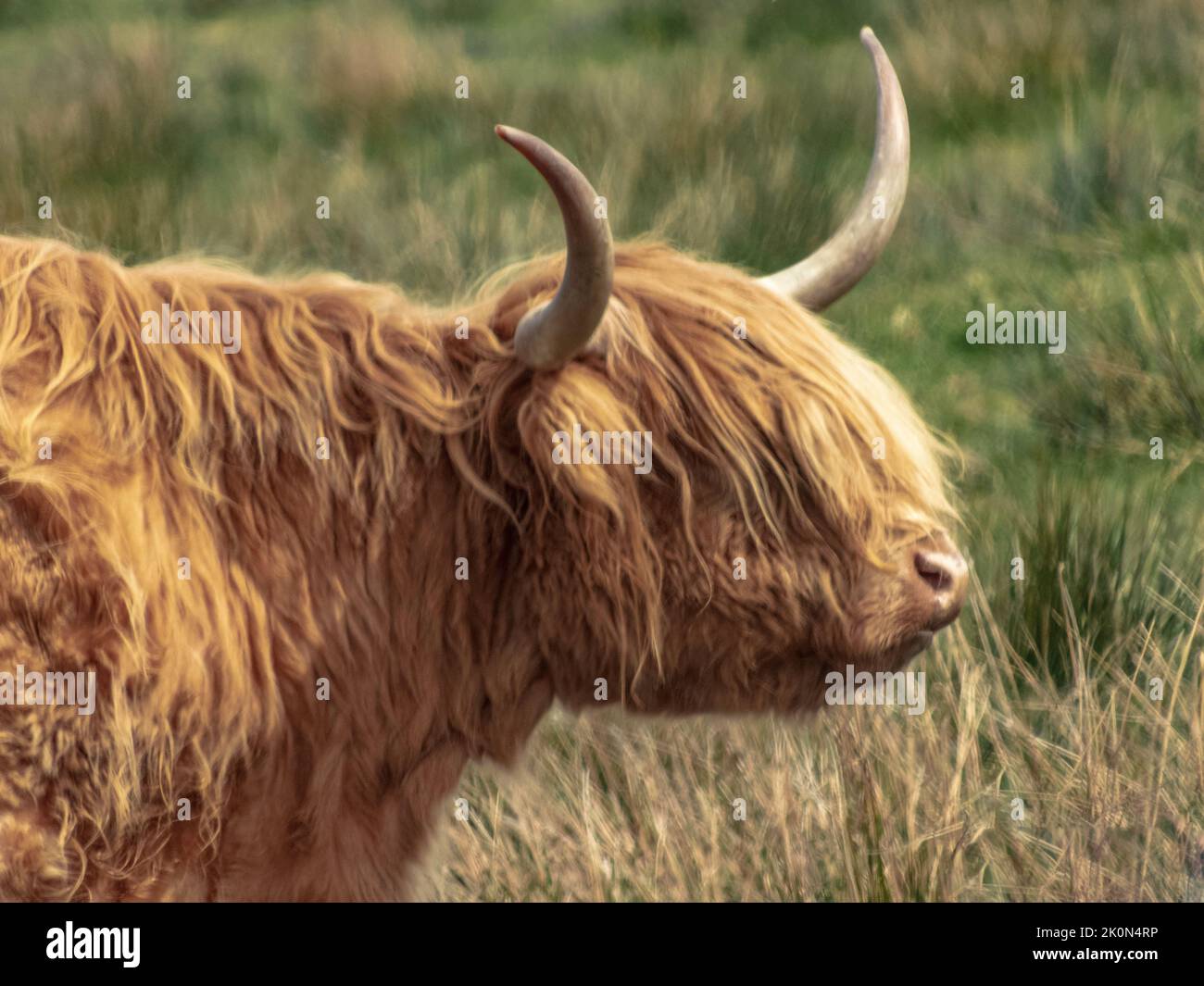 close up of the head of a highland cow with large curved horns against a green grass background Stock Photo