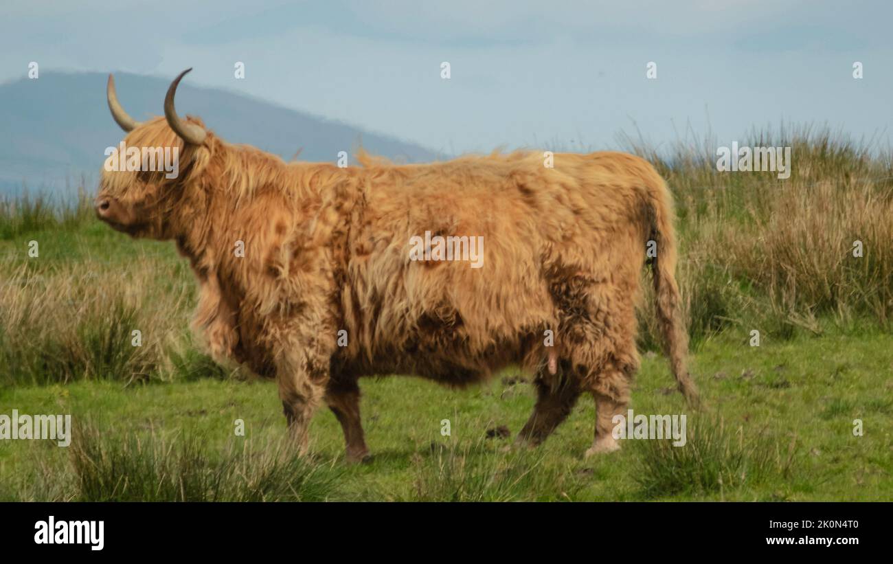 Side view of a Highland cow standing in a field with a mountain in the background Stock Photo