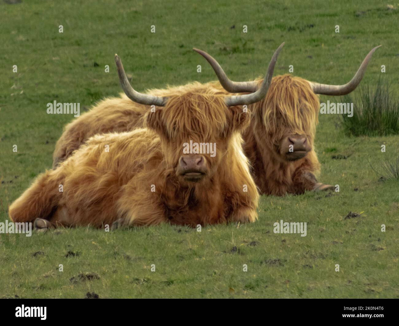 Two similar highland cows laying in a field with long horns and long ginger coloured hair Stock Photo