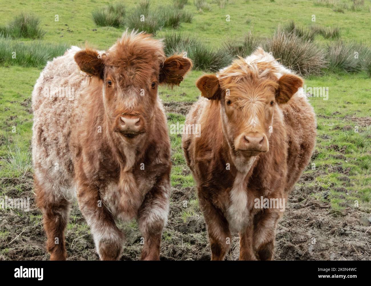 Two highland cattle calves in a muddy field with tufts of green grass Stock Photo