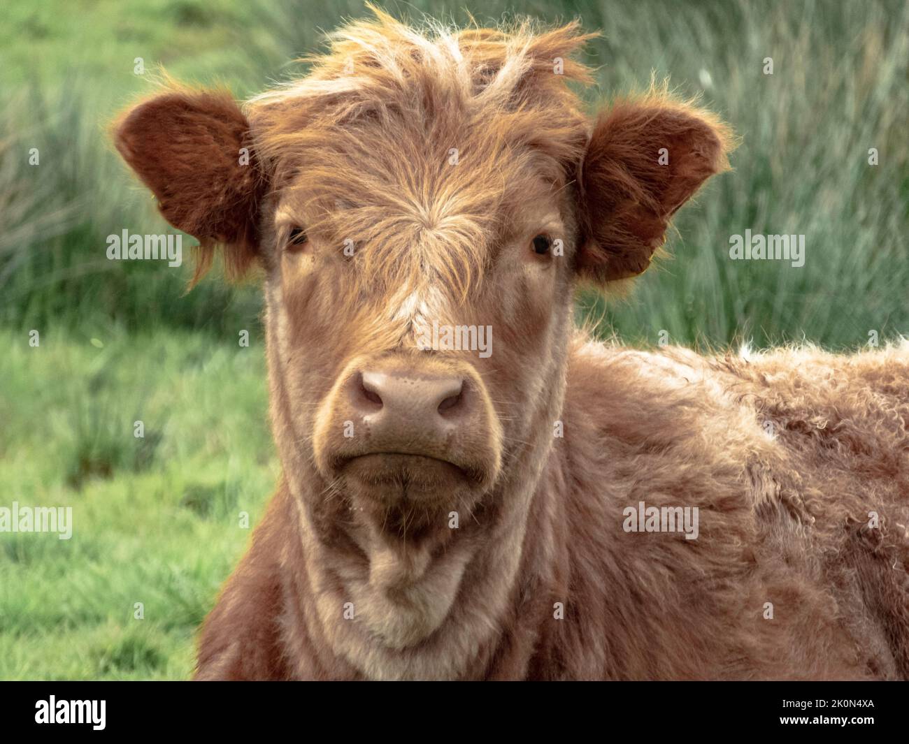 Young scottish highland calf head close up with blurred green grass background Stock Photo