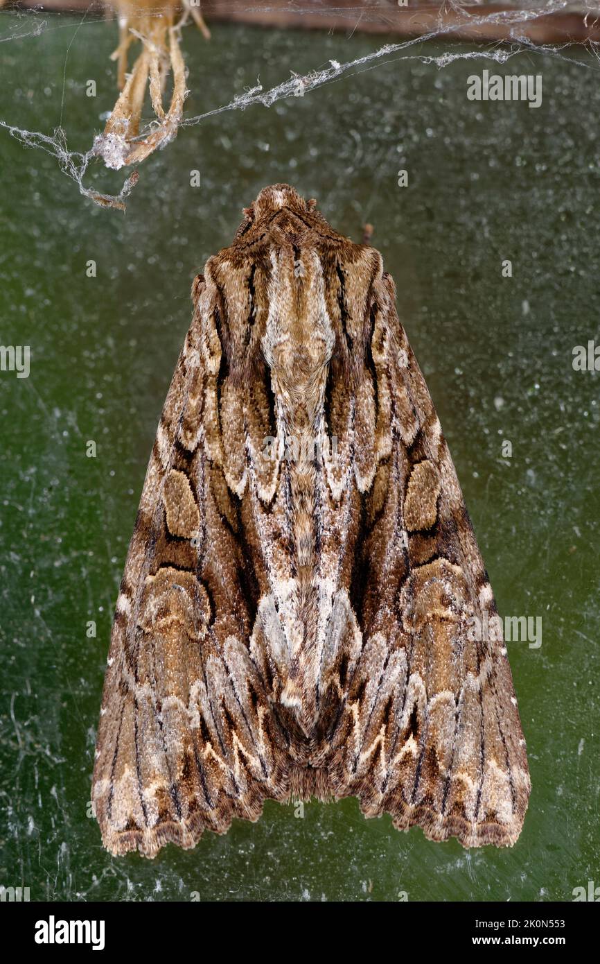 Dark Arches - Apamea monoglypha, large brown moth Stock Photo