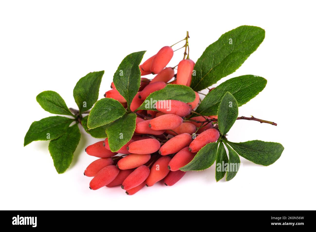 Barberry branch with red berries isolated on white Stock Photo