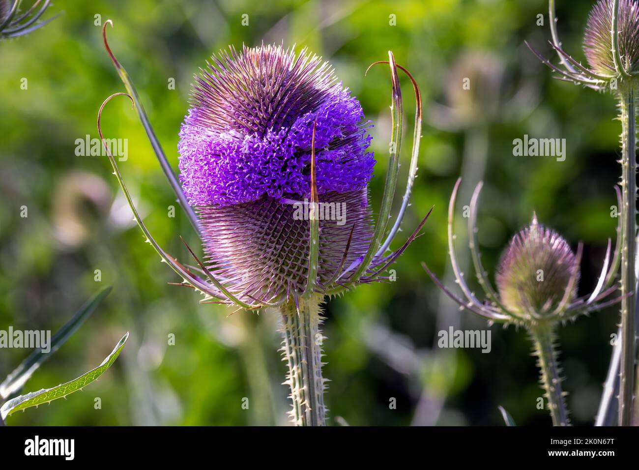 Purple common teasel or Dipsacus fullonum L. flower in summer, close up Stock Photo