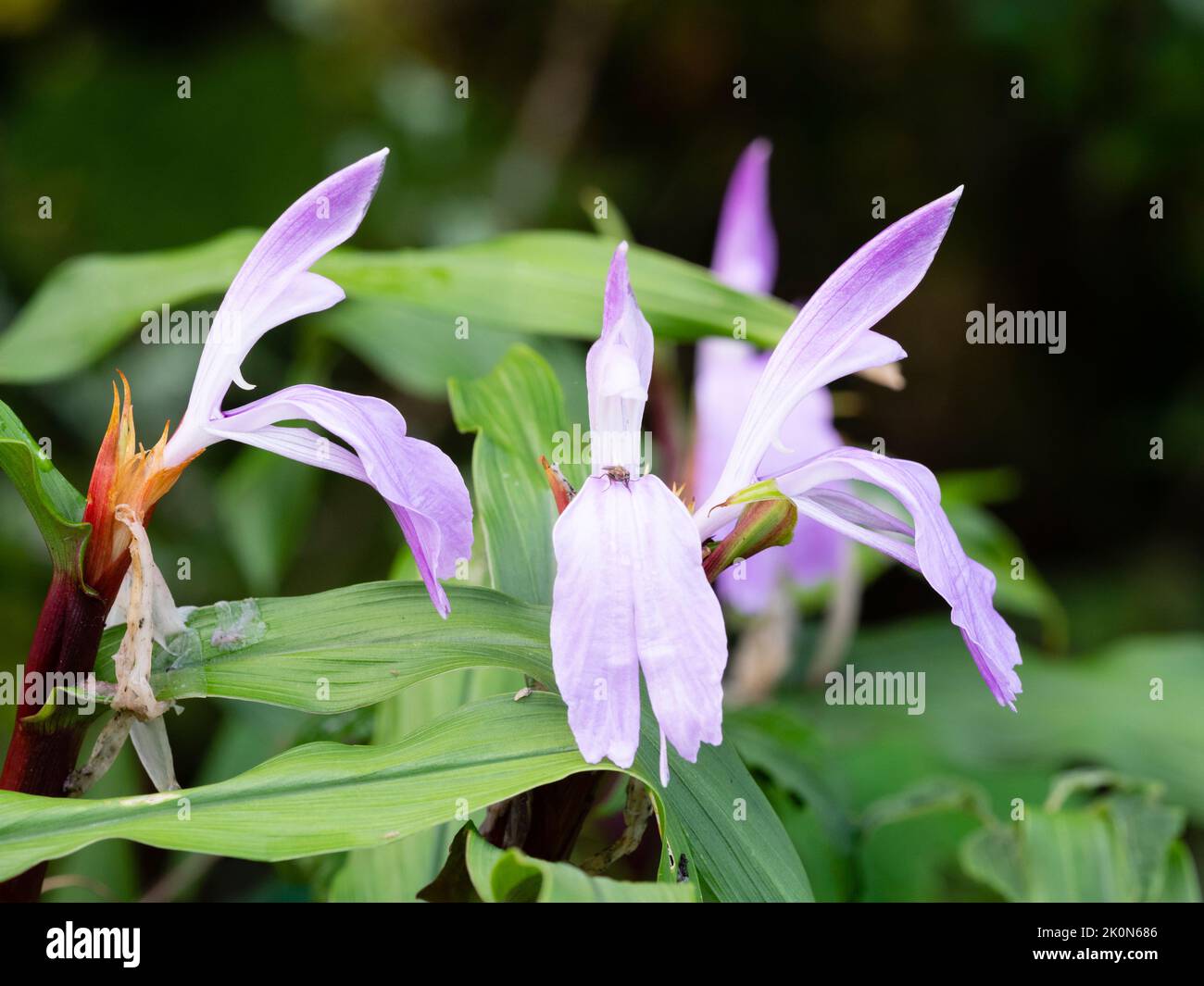 Pale lavender late summer flowers of the hardy perennial ornamental ginger, Roscoea purpurea 'Peacock Eye' Stock Photo
