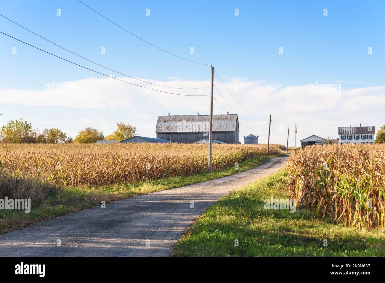 Gravel country road through corn fields to a farm on a sunny autumn day Stock Photo