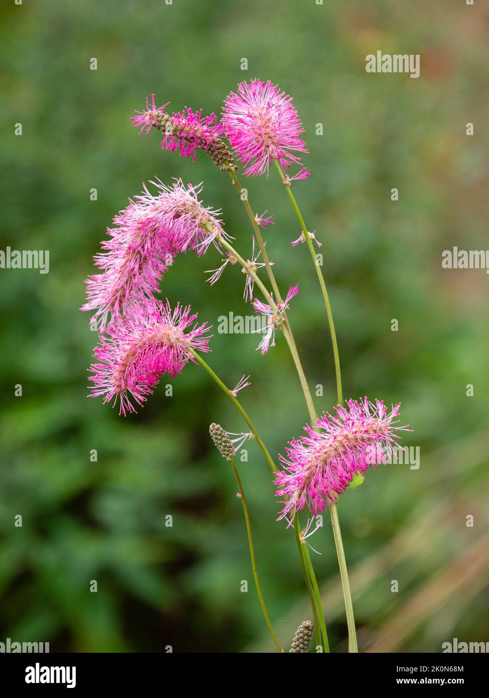 Pink bottlebrush flowers of the hardy perennial Japanese burnet, Sanguisorba obtusa Stock Photo
