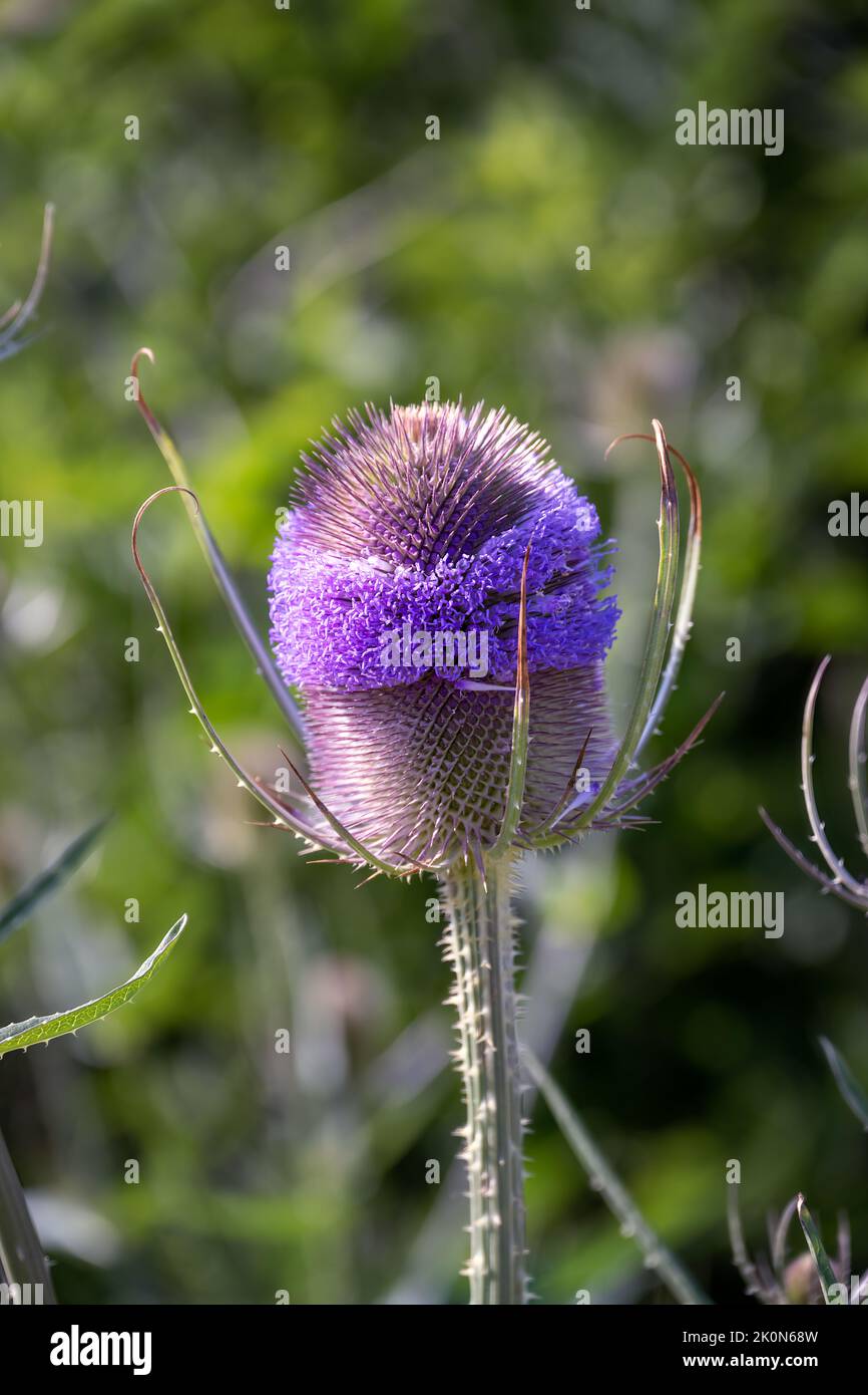 Purple common teasel or Dipsacus fullonum L. flower in summer, colse up Stock Photo