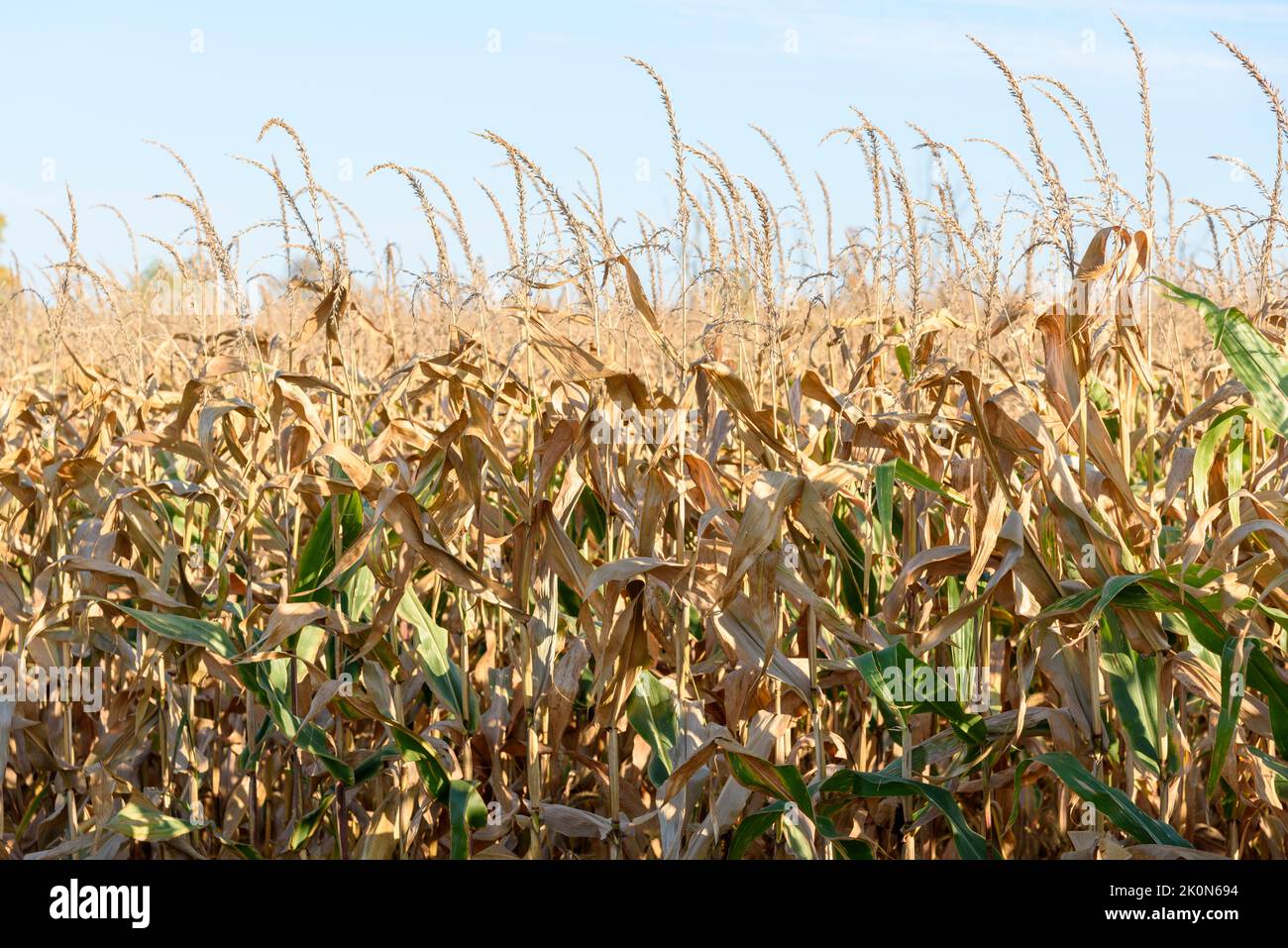 Close up of ripe corn in a field on a sunny autumn day Stock Photo