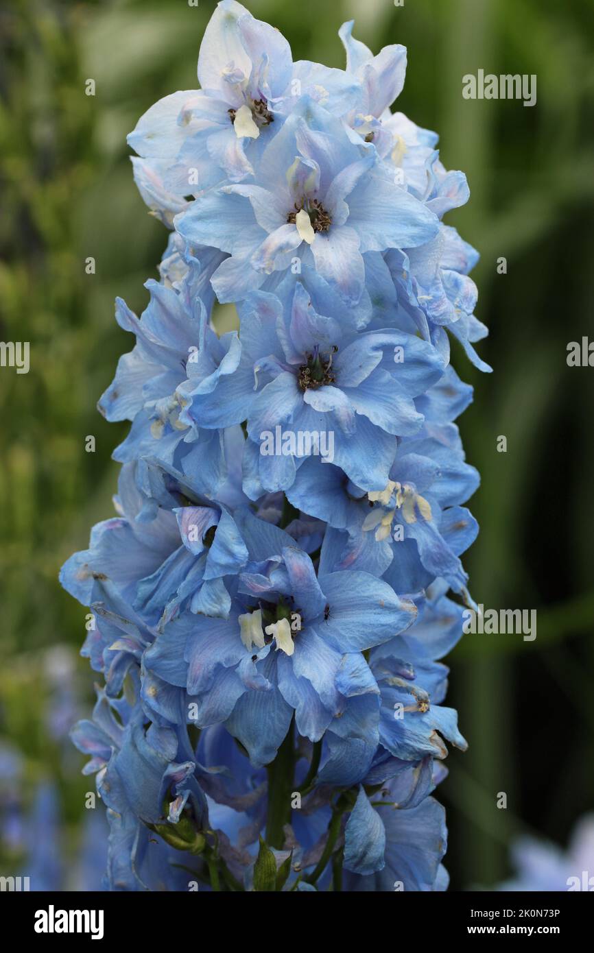Flowering spike of blue delphinium flowers in close up with white centres and a blurred background of leaves. Stock Photo
