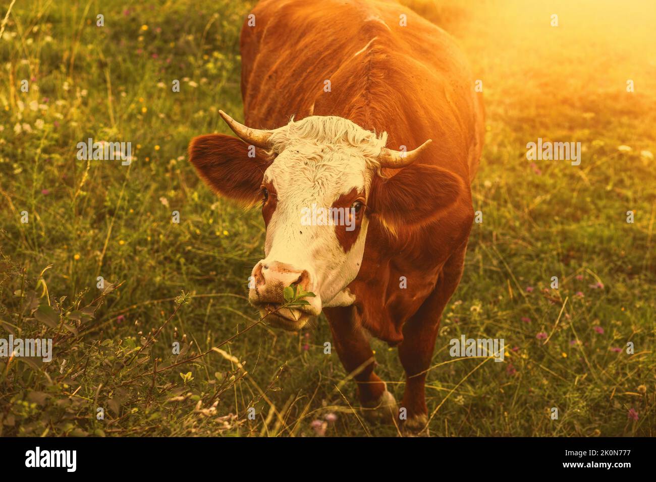 Cow grazing on the green field.Summer season. High quality photo Stock ...