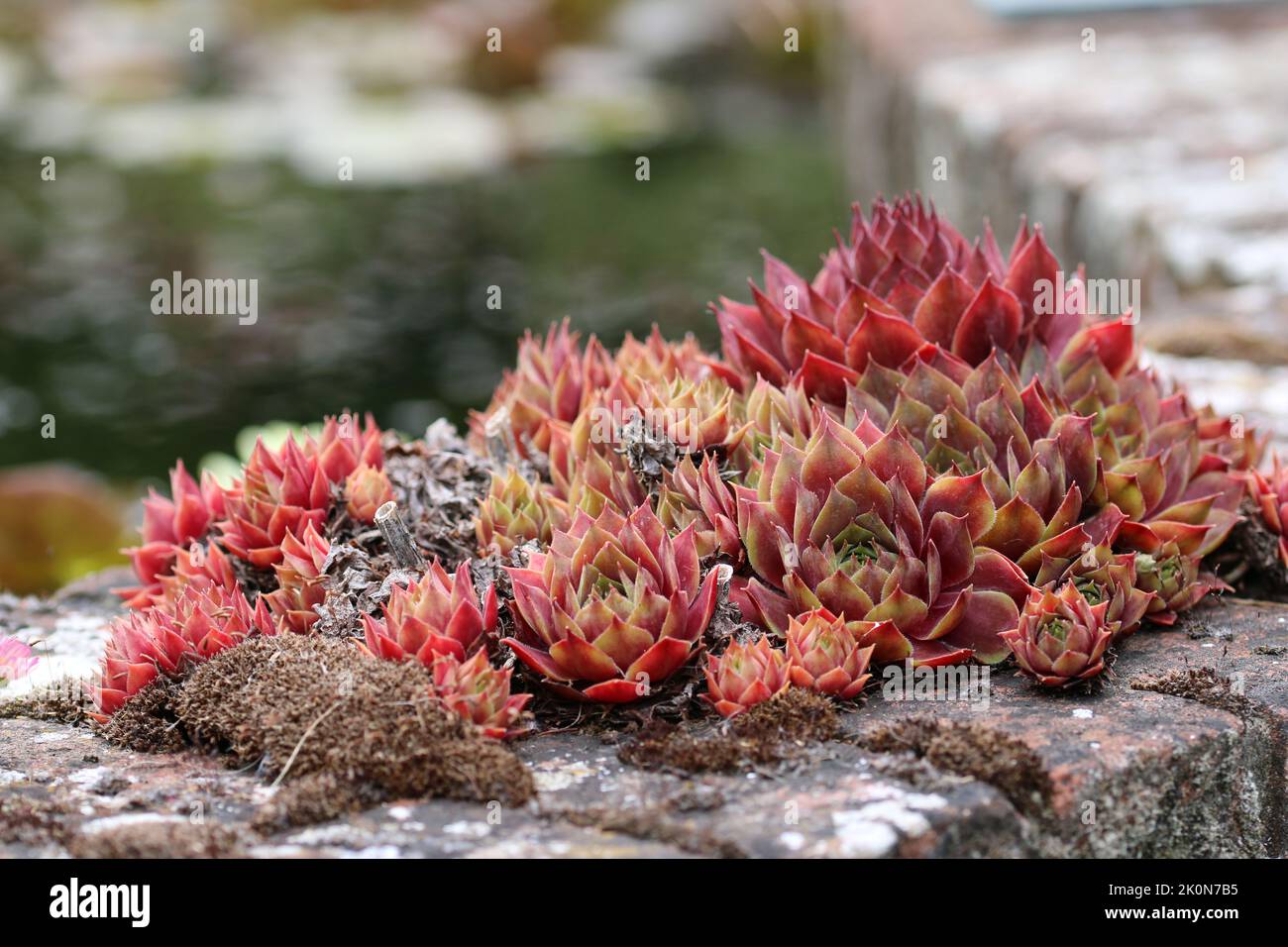 Houseleek plant, Sempervivum species, leaf rosettes in close up on a brick wall with a pond blurred in the background. Stock Photo