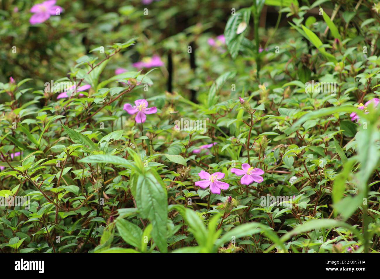 Blooming of Spanish Shawl (Heterotis rotundifolia) Stock Photo