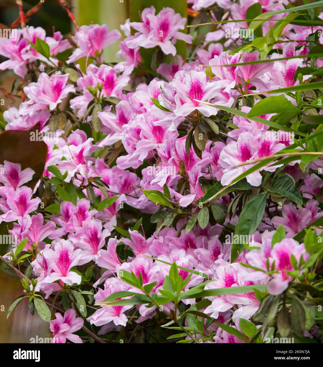 Azalea indica at Bundaberg botanic gardens Stock Photo