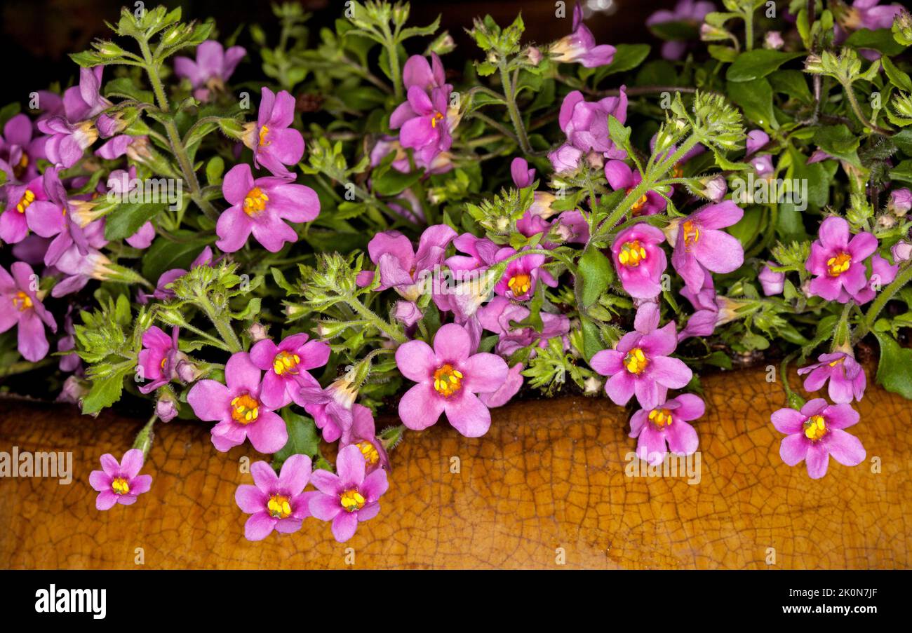 Cluster of small vivid pink flowers & bright green leaves of Bacopa topia syn. Sutera cordata, perennial ground cover / rockery plant in a container Stock Photo