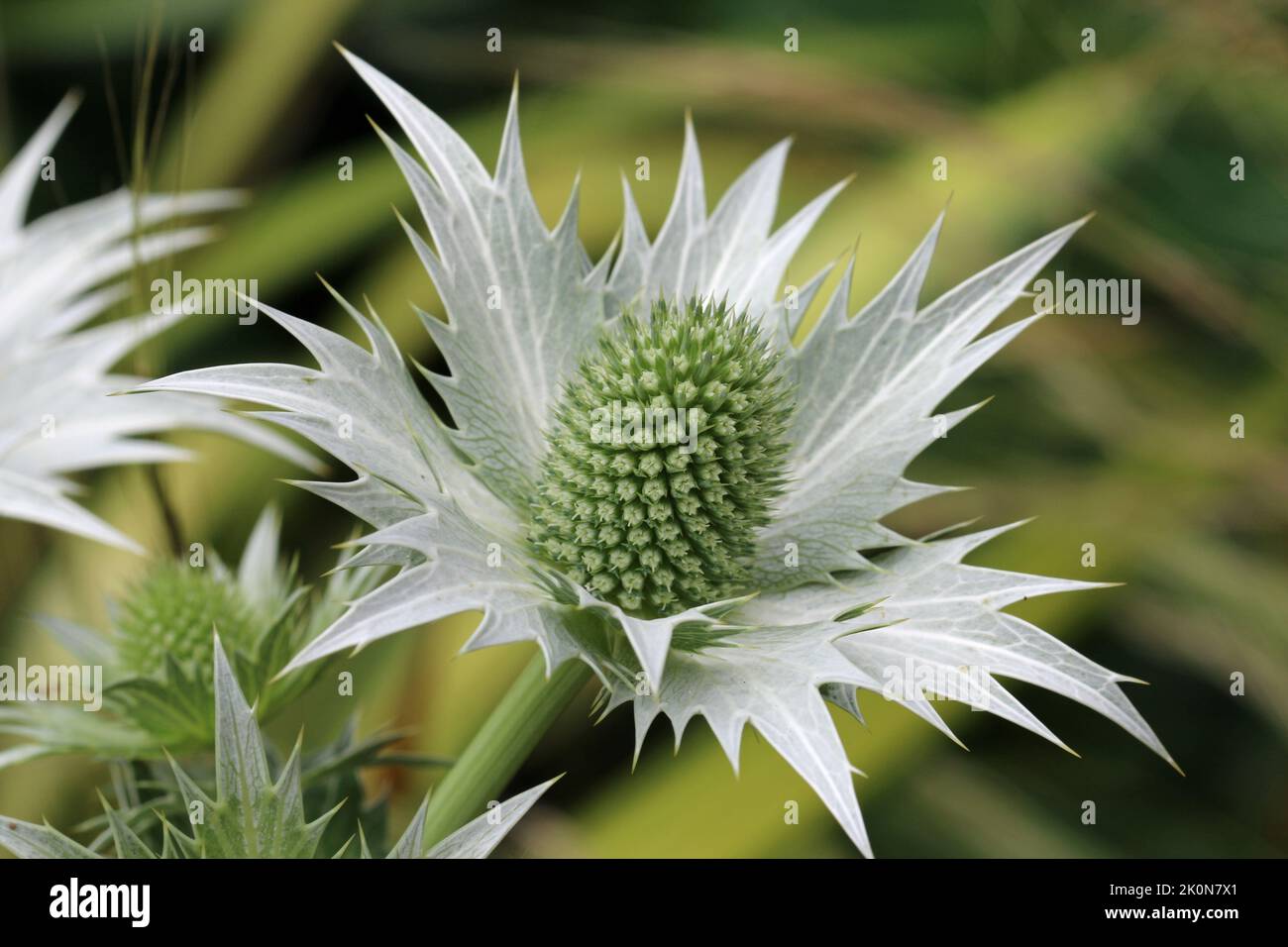 Ornamental sea holly, Eryngium species, green flowers with silver bracts and a blurred background of leaves. Stock Photo