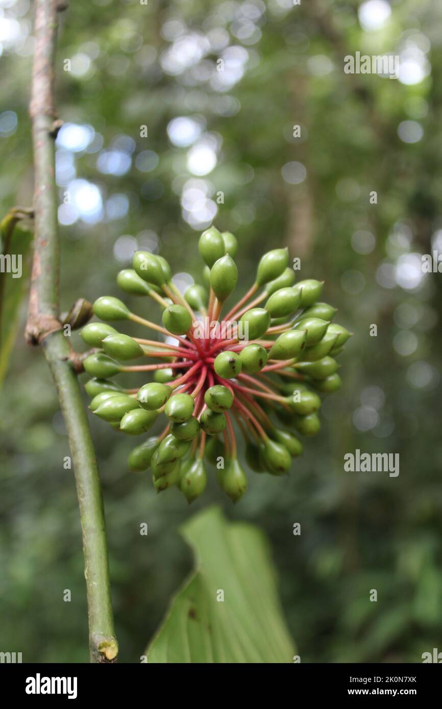 Fruit of neotropical Annonaceae Guatteria amplifolia (anonillo) Stock Photo