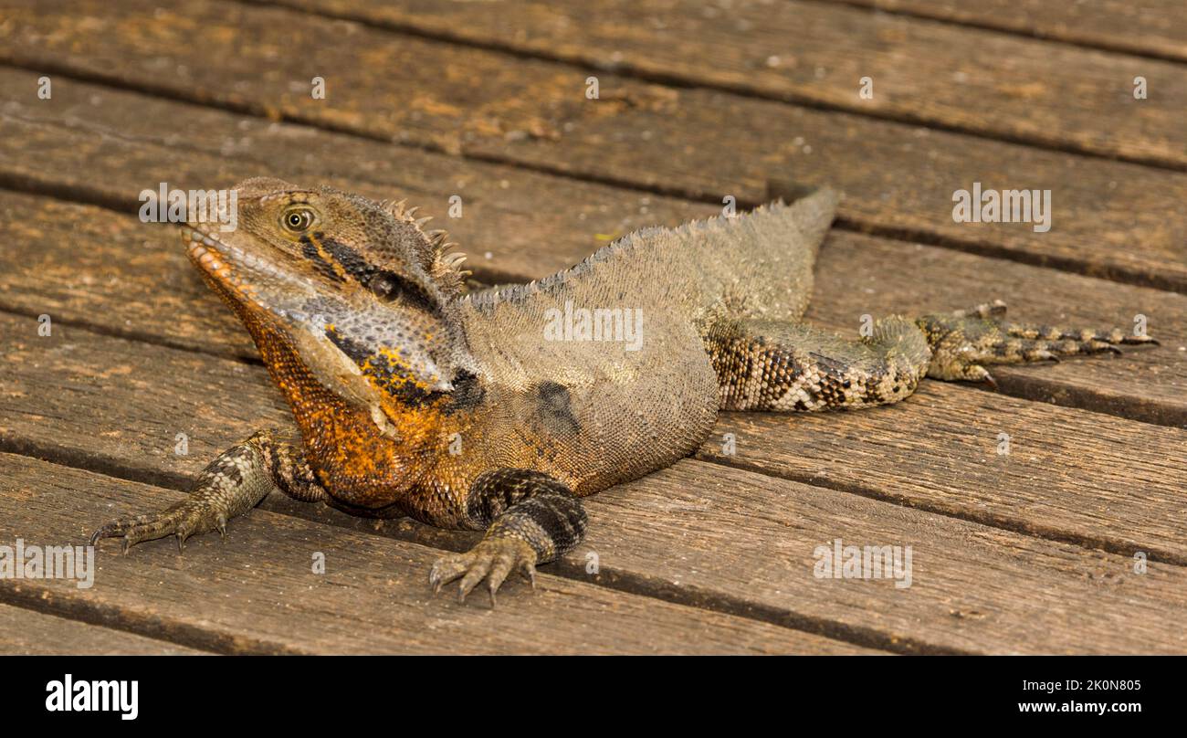 Eastern water dragon, Intellagama lesueurii, with ornage colouring of breeding season, on timber decking at city park in Australia Stock Photo