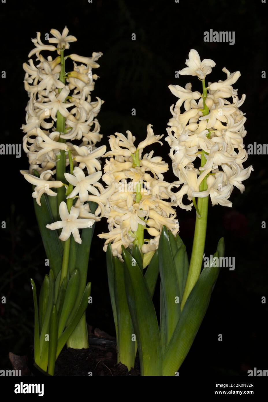 Cluster of pale yellow perfumed flowers of Hyacinth orientalis 'Yellowstone', spring-flowering bulb against dark background, in Australia Stock Photo