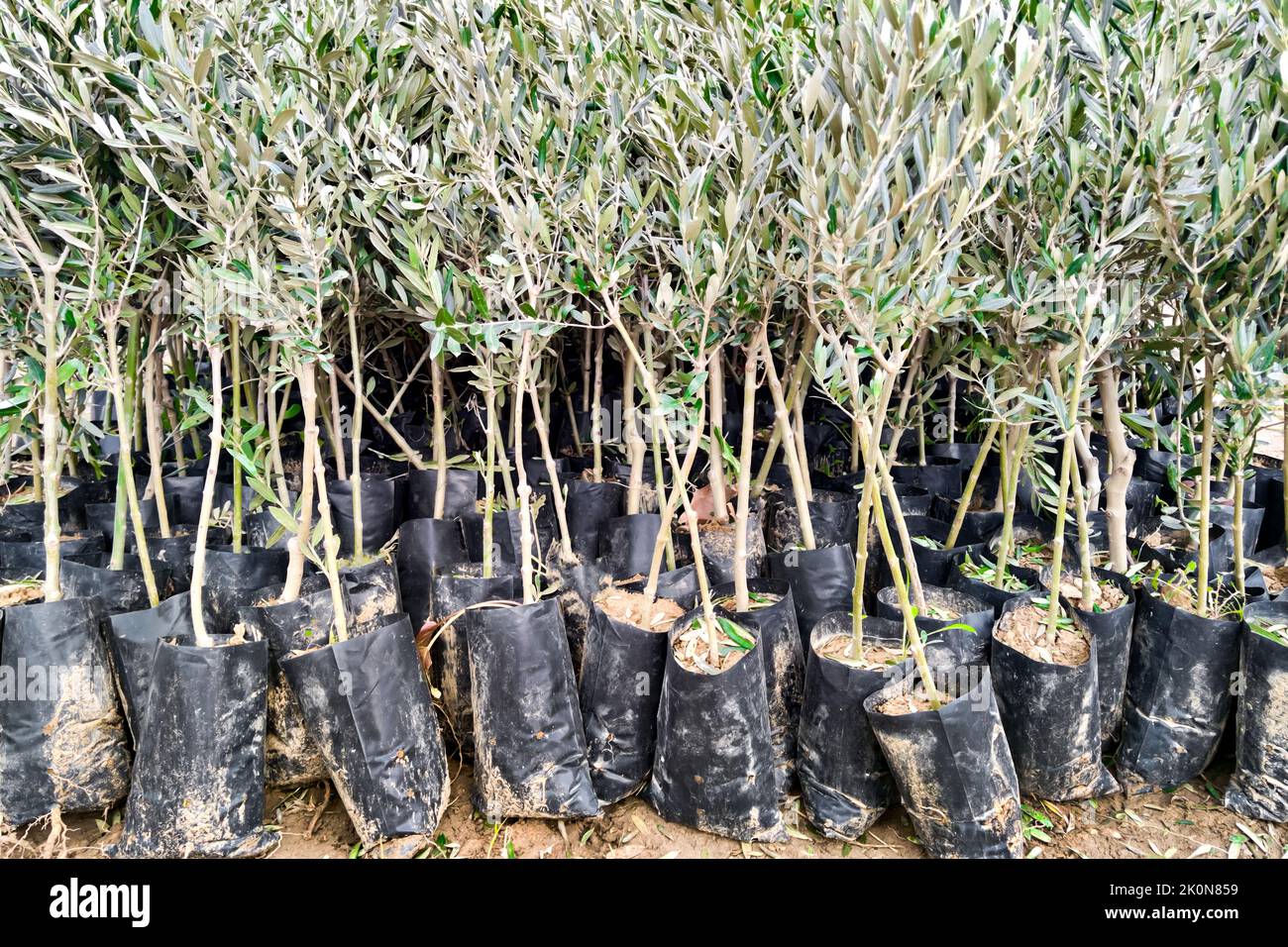 Seedlings of olive trees in plant nursery prepared for sale, for landing. Close-up Stock Photo
