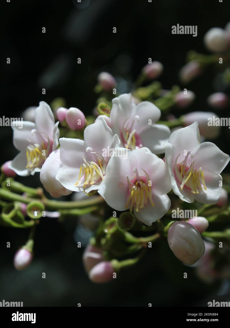 Flowers of the scandent Melastomataceae Adelobotrys adscendens Stock Photo
