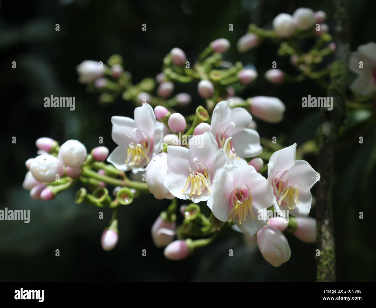 Flowers of the scandent Melastomataceae Adelobotrys adscendens Stock Photo