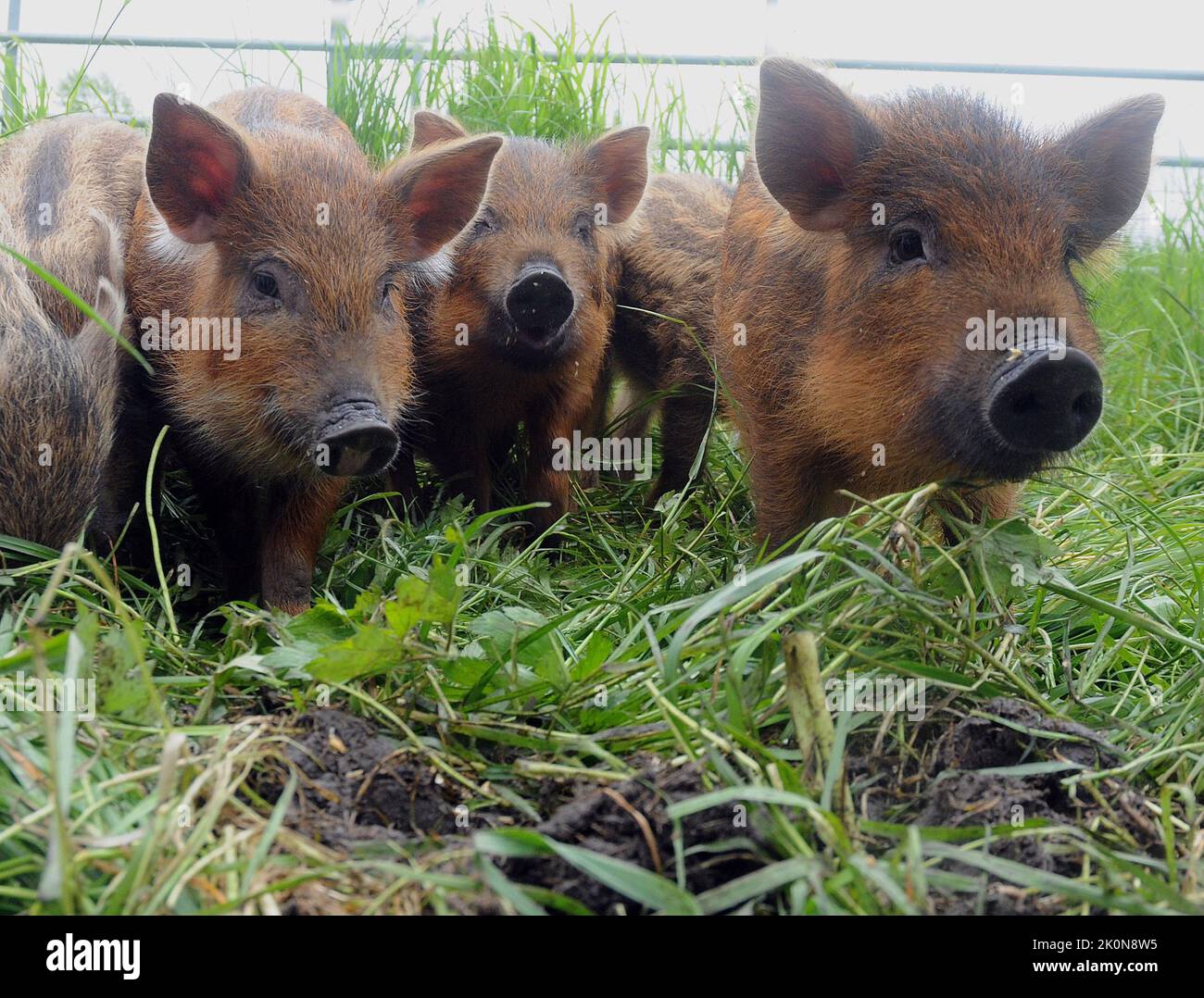 Wild boar piglets at Jamie Burgess's farm in the New Forest, Hampshire
