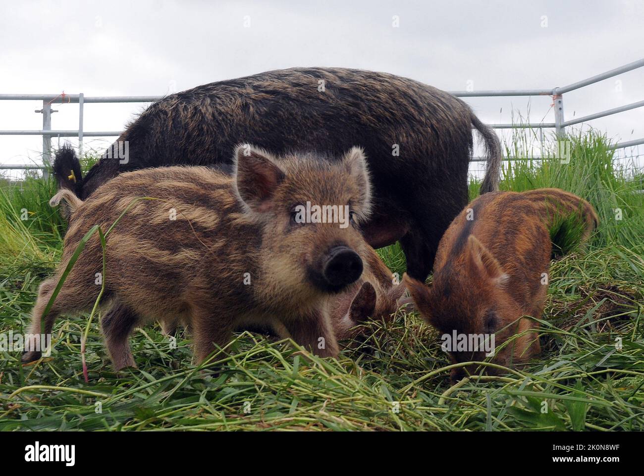 A wild boar and piglets at Jamie Burgess's farm in the New Forest