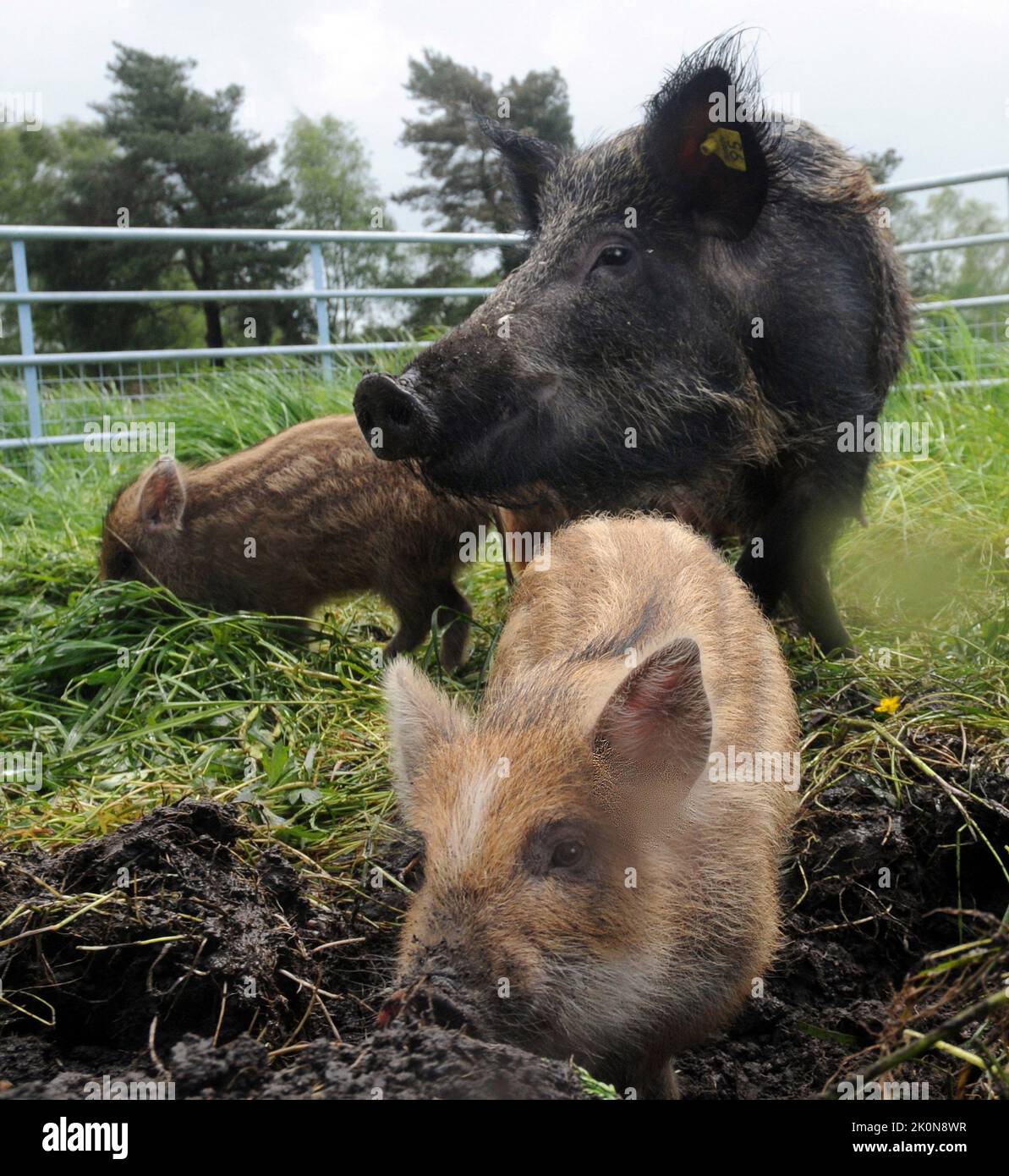 Wild Boar and piglets at Jamie Burgess's at farm in the New Forest