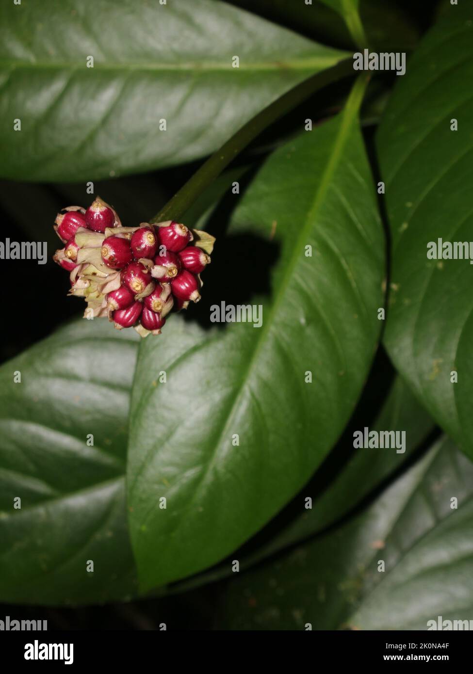 Fruits of Carapichea affinis (Rubiaceae) Stock Photo