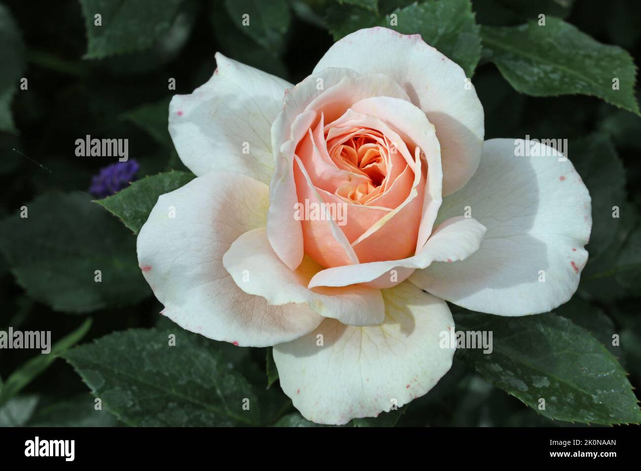 Pink rose flower, Rosa species of unknown variety, in close up with a background of blurred leaves. Stock Photo