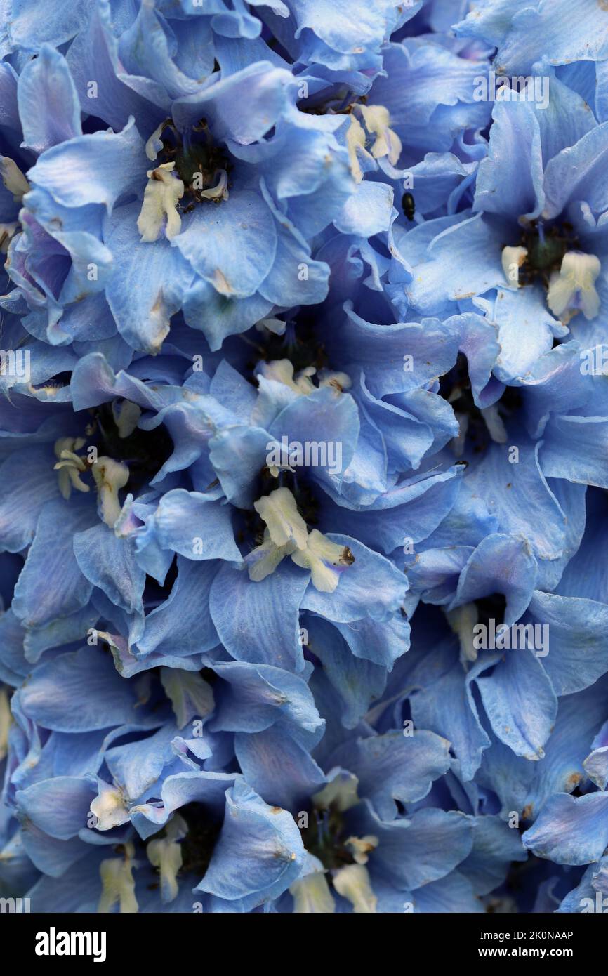 Blue delphinium flowers in close up with white centres and no background. Stock Photo
