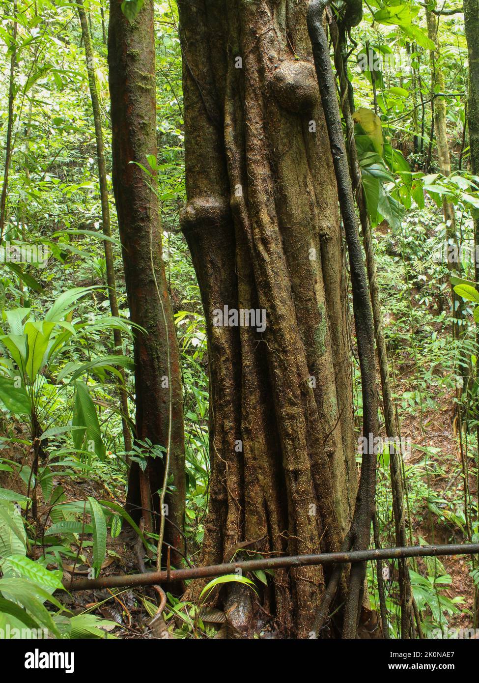 Canelillo tree (Pleondeodron costaricense) in the forest Stock Photo