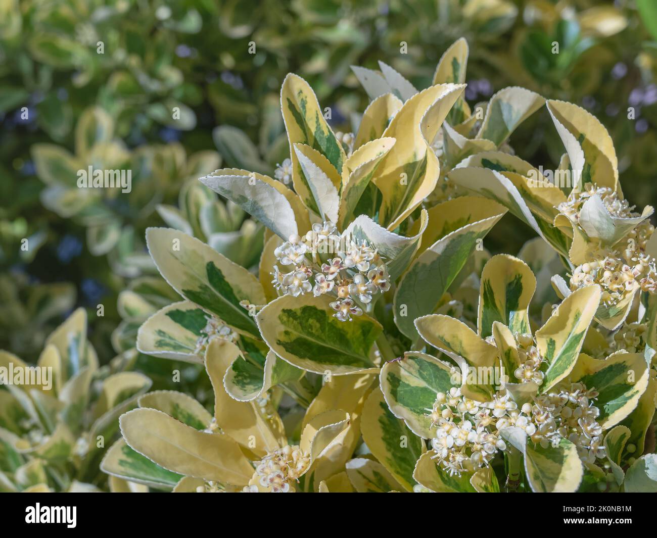 euonymus variegated aureomarginatus with flowers in summer close up outdoors Stock Photo