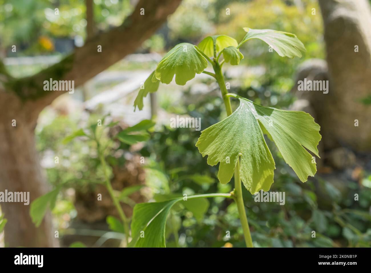 ginkgo biloba leaf on young tree with sunlight in summer outdoors Stock Photo