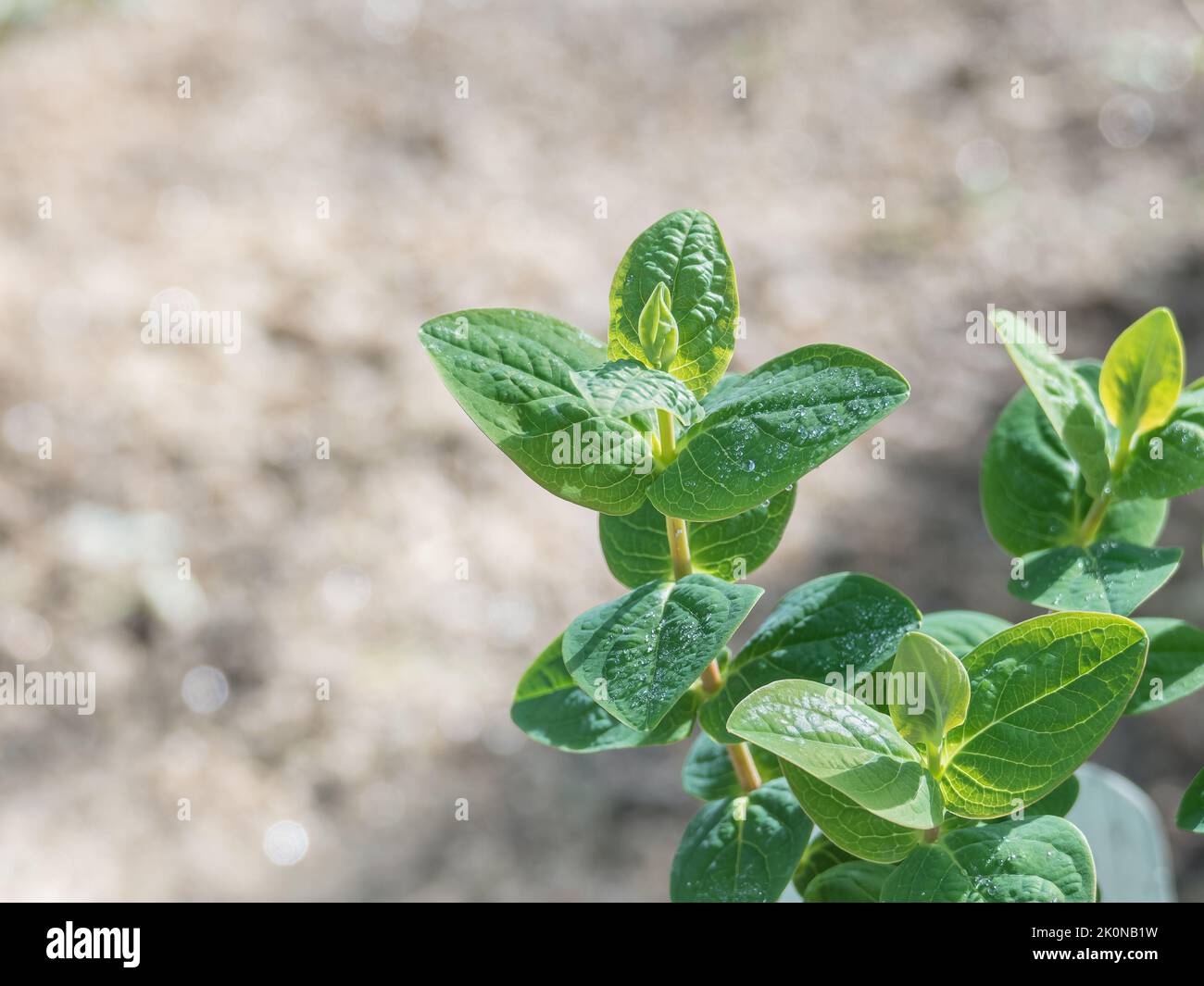 potted hypericum plant close up view leaves with dew in spring Stock Photo