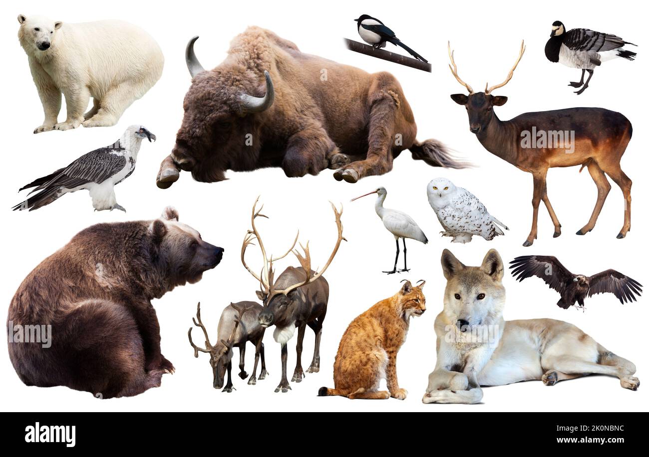 european animals isolated Stock Photo Alamy
