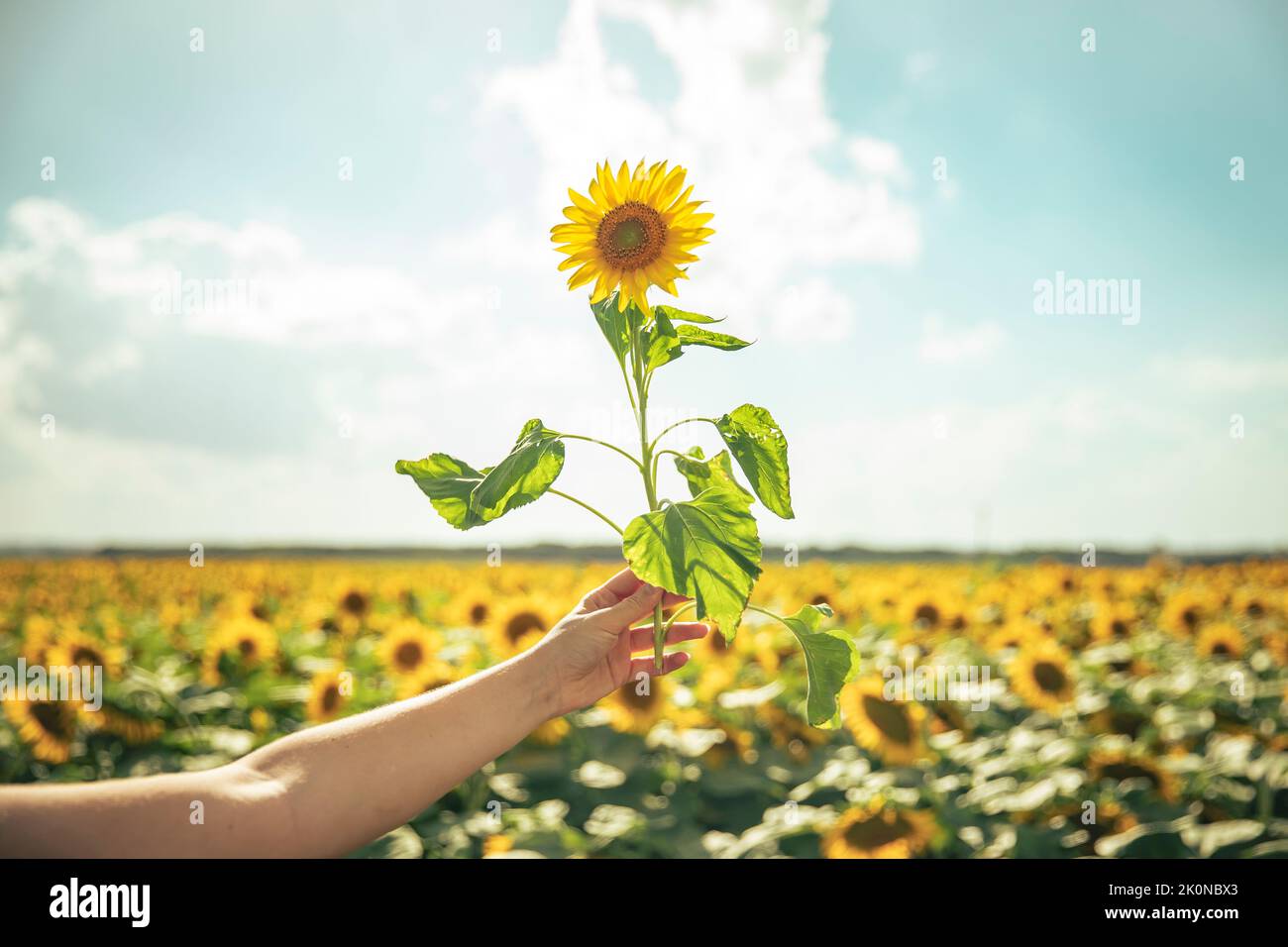Young girl's hand holding a sunflower in a field of sunflowers Stock ...