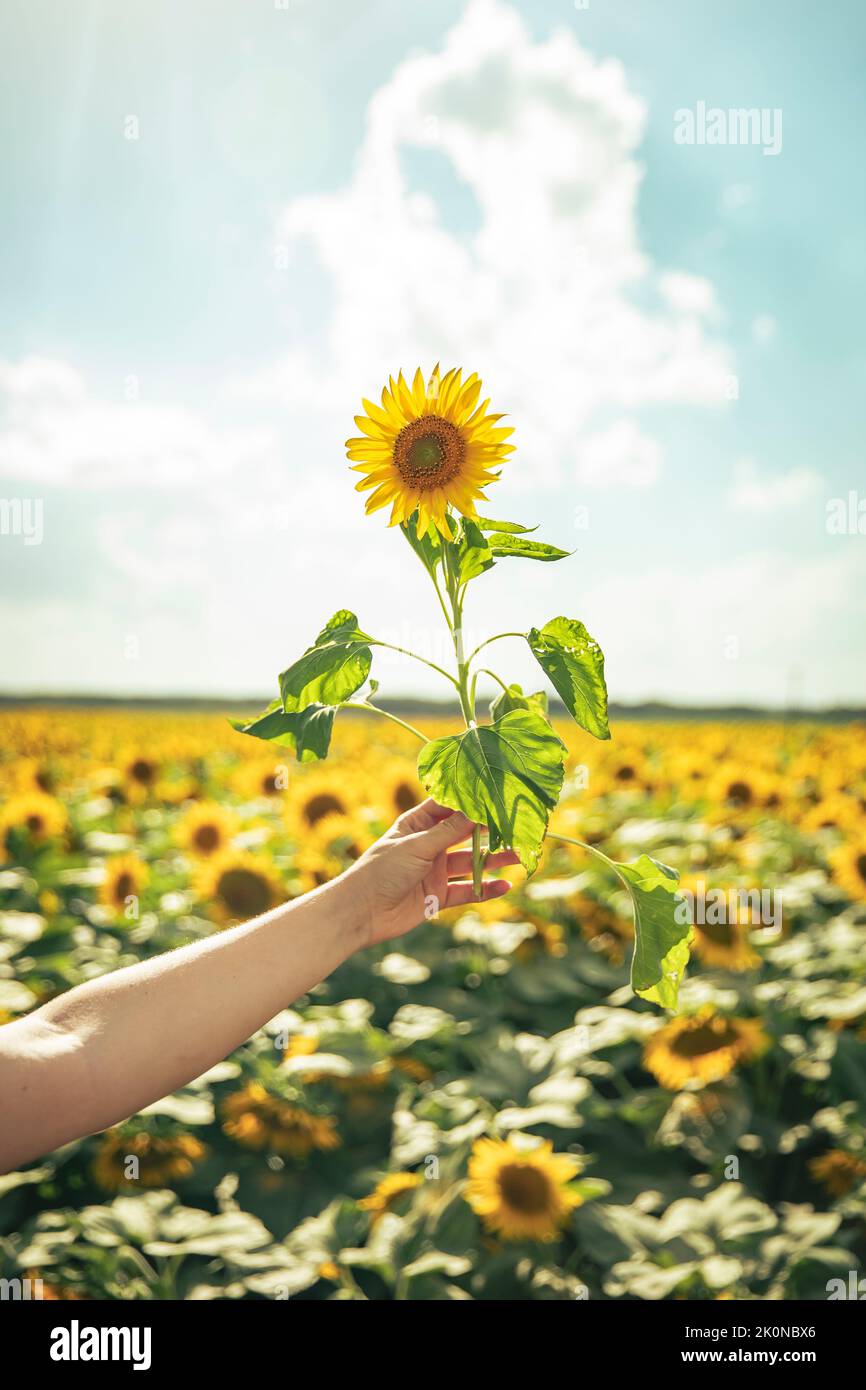 Young girl's hand holding a sunflower in a field of sunflowers Stock ...