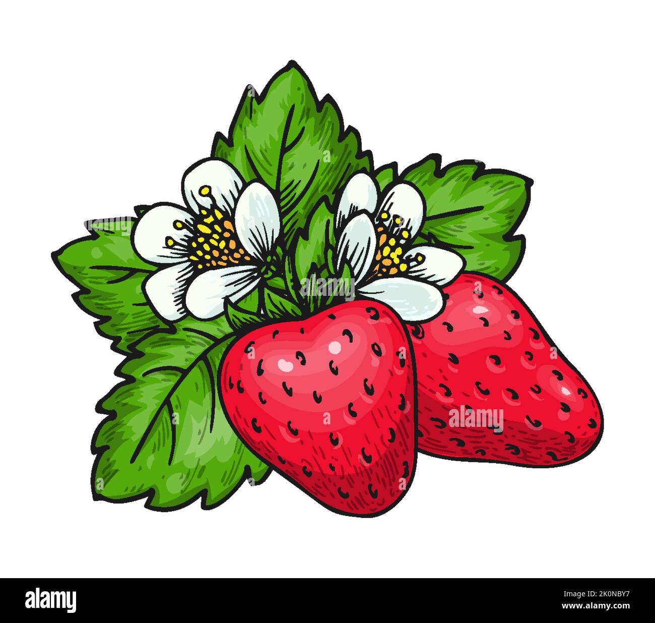 Strawberry bunch of two red berries green leaves and blooming flowers