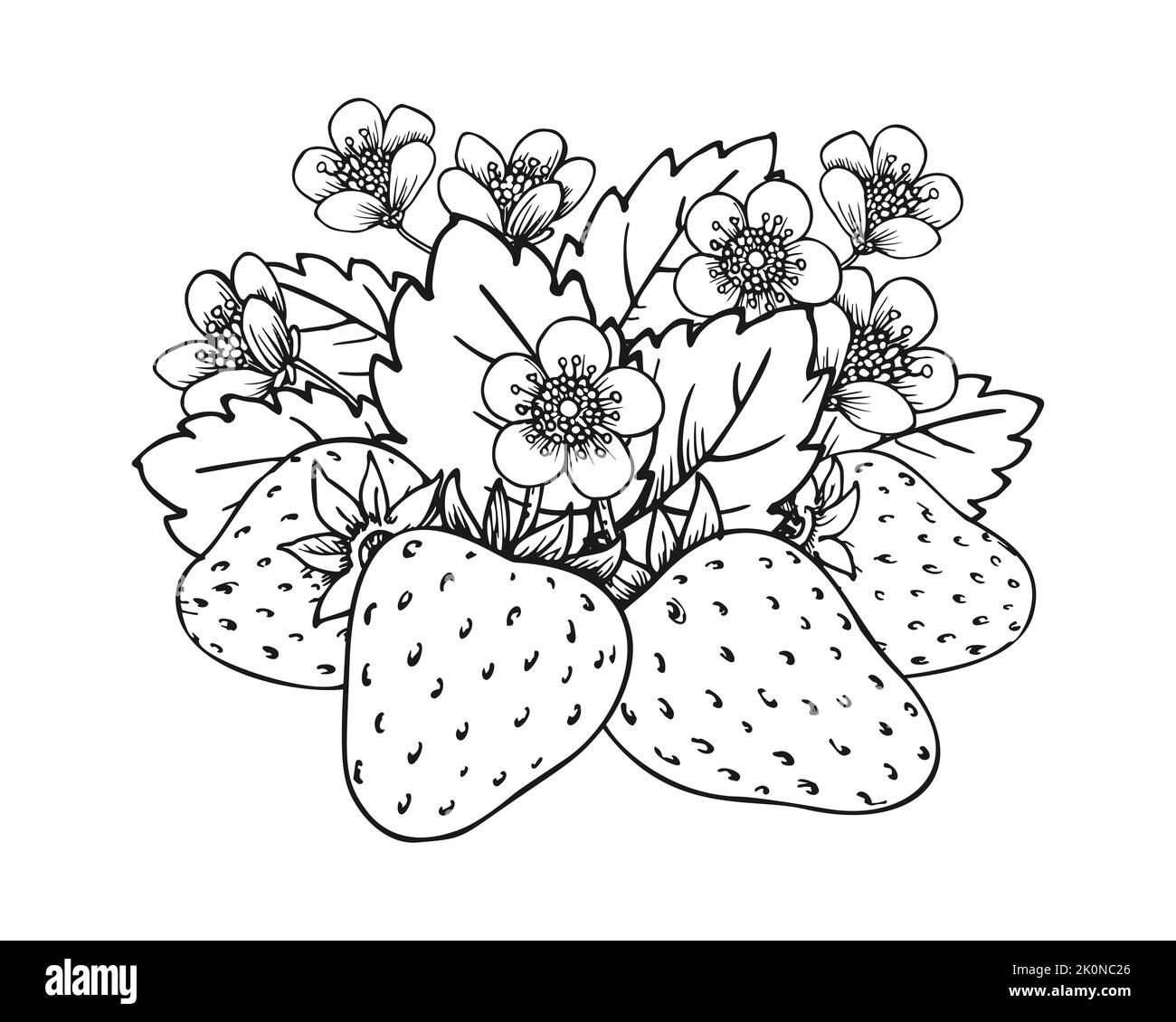 Sweet strawberry hand drawn sketch. Forest berries bundle. Coloring book line art of healthy fresh farm organic berry harvest. Blossom bush with juicy strawberries, flowers and leaves closeup Stock Vector