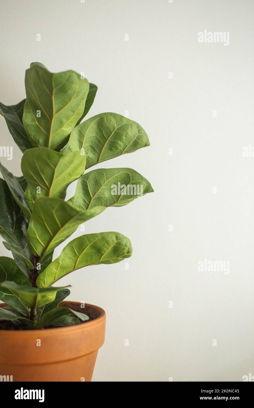 green home plants in pot Stock Photo