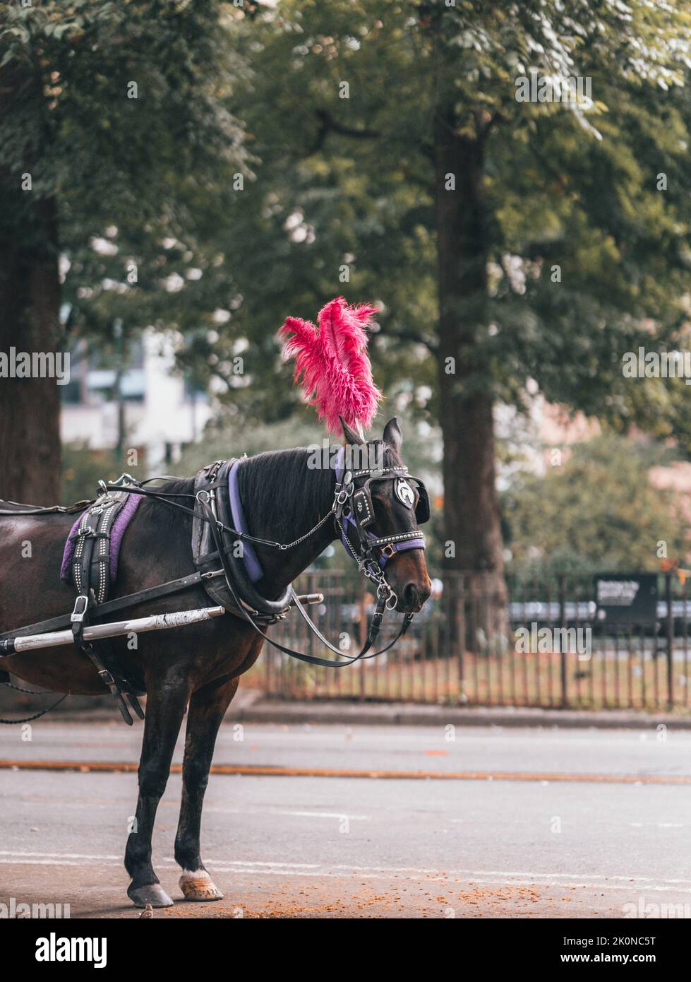 horse and carriage Central Park New York City Stock Photo