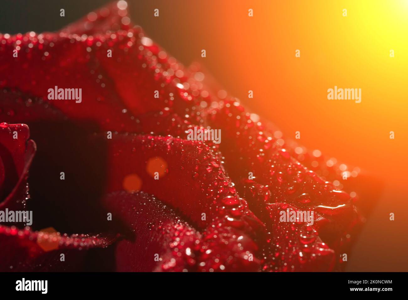 Red rose with dew drops hi-res stock photography and images - Alamy