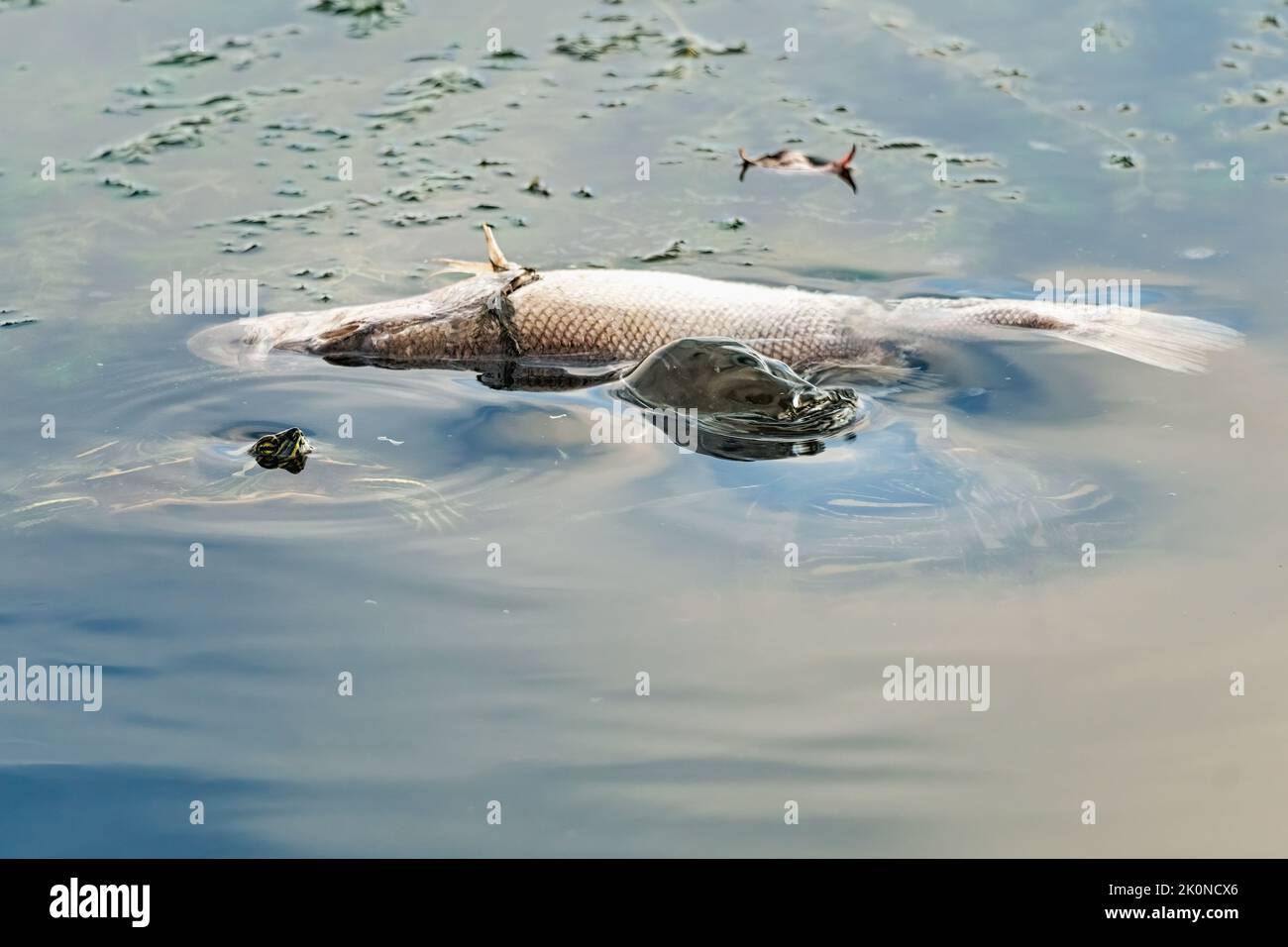 Turtles, Eastern River Cooters eating a dead fish floating in the lake. Stock Photo