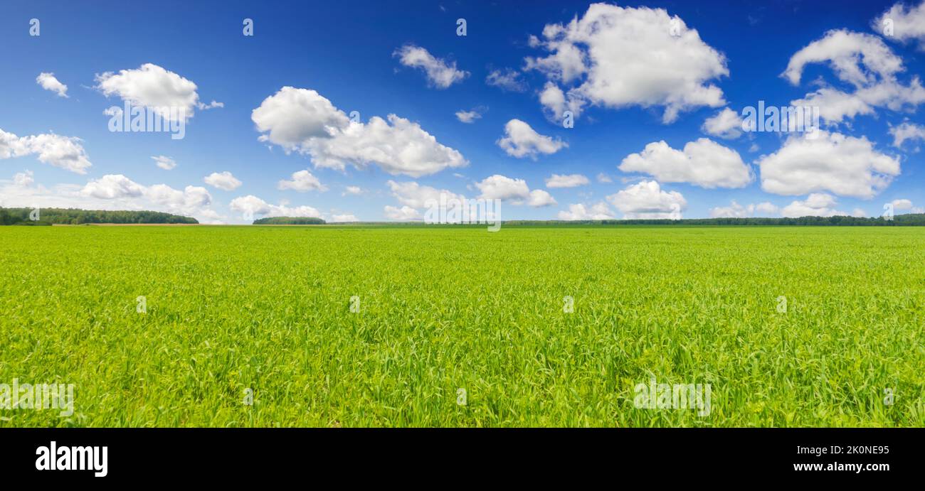 Panoramic photo of landscape blue sky and fresh green grass Stock Photo